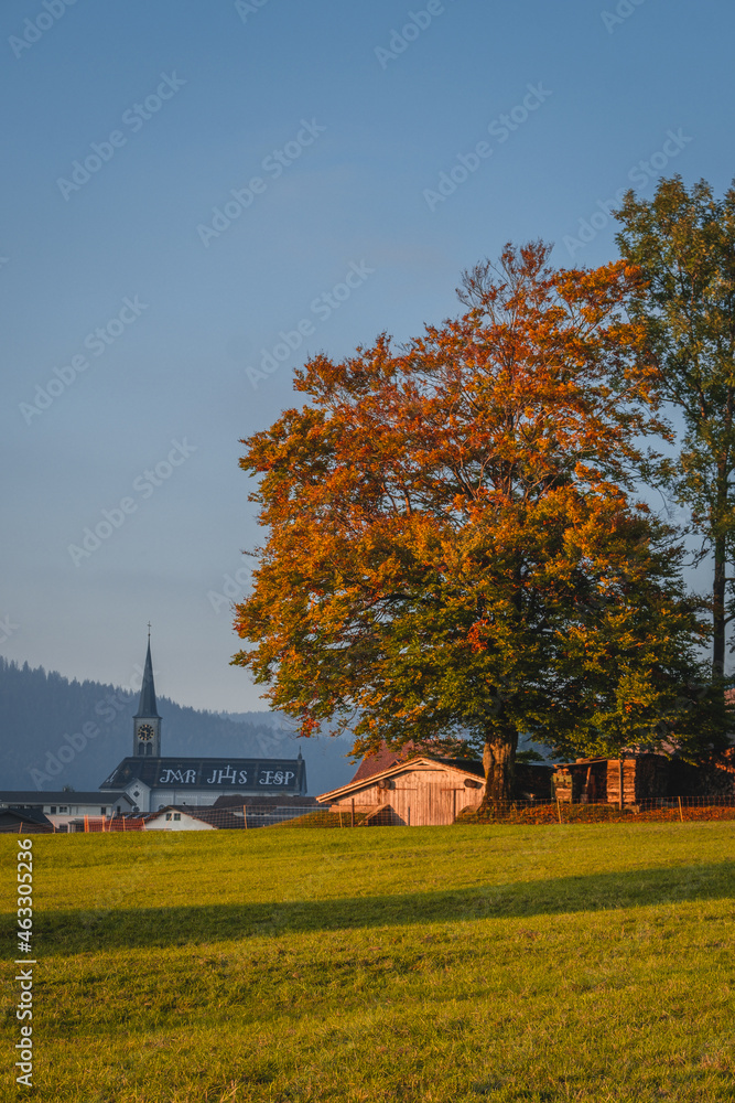 Autumn Tree - Rothenthurm, Switzerland