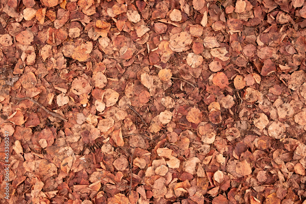 orange grunge background of old fallen linden leaves orange grunge background of old fallen linden leaves