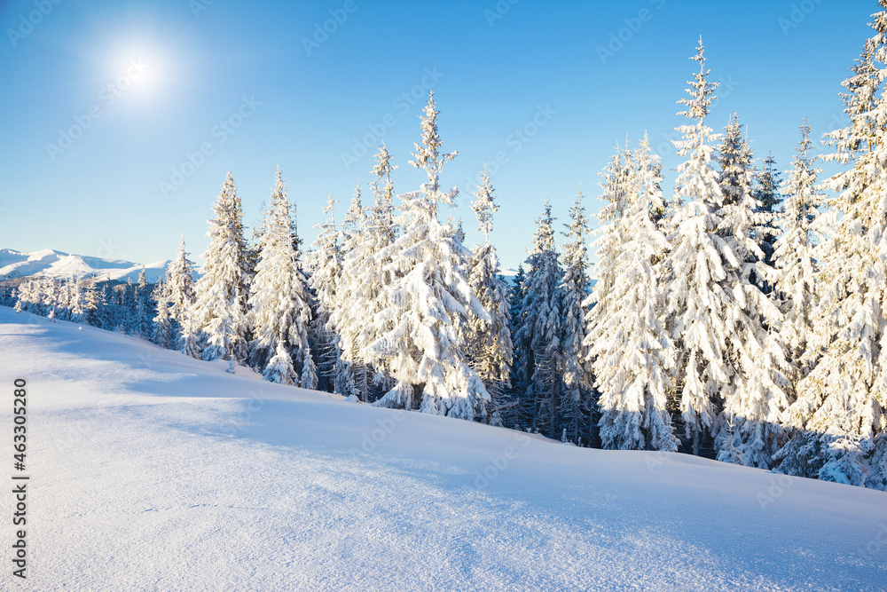 Obraz premium Majestic spruces glowing by sunlight. Location Carpathian, Ukraine, Europe.