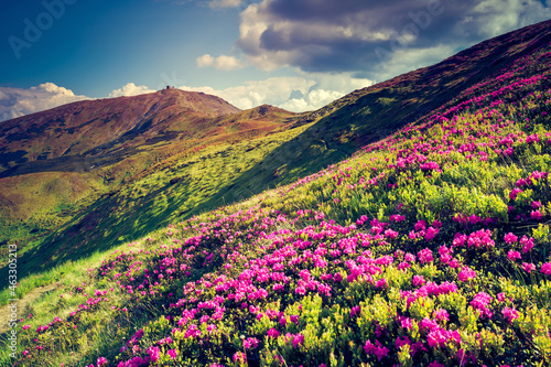 Fantastic pink flowers