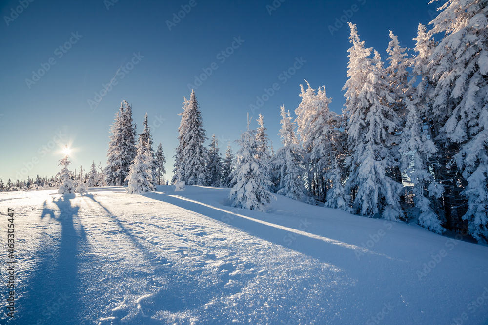 beautiful winter trees