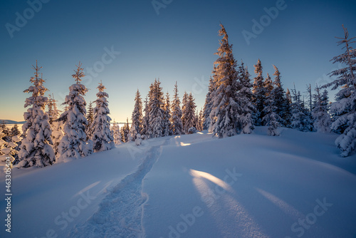 beautiful winter trees © Leonid Tit