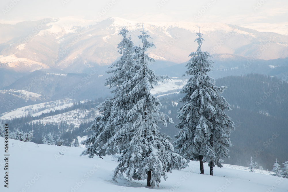 Fototapeta premium amazing winter landscape with snowy fir trees