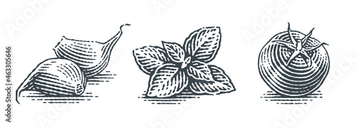 Cherry tomatoes, basil and garlic cloves. Hand drawn engraving style illustrations. Vector retro illustration.