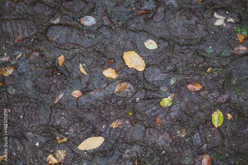 Muddy Woodland Footprints 1