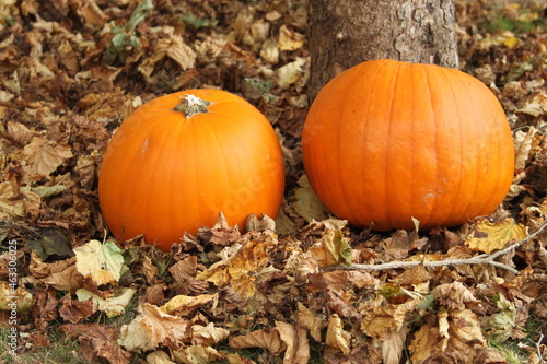 Pumpkin lying under a tree with lots of brown autumn leaves