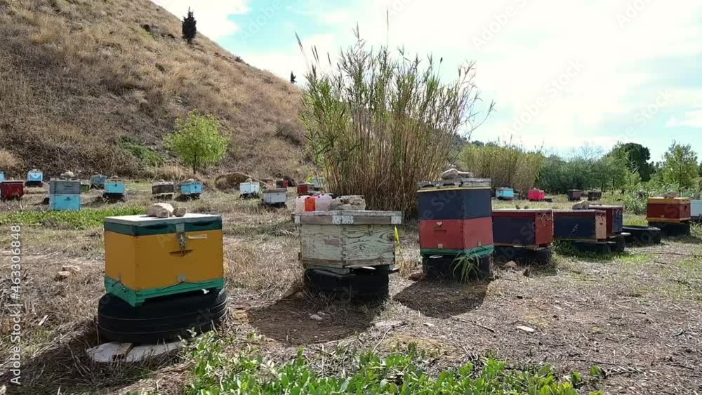 Camera movement following a row of beehives with bees flying in a field. Camera movement following a row of beehives with bees flying in a field.