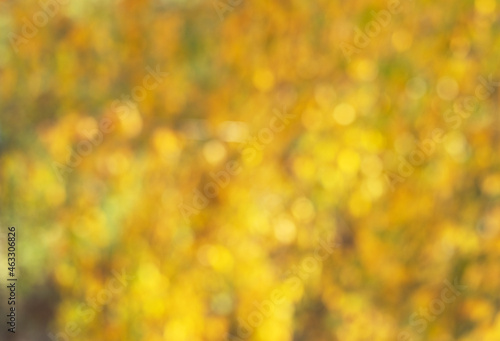 autumn bokeh made of yellow leaves, blurred yellow background