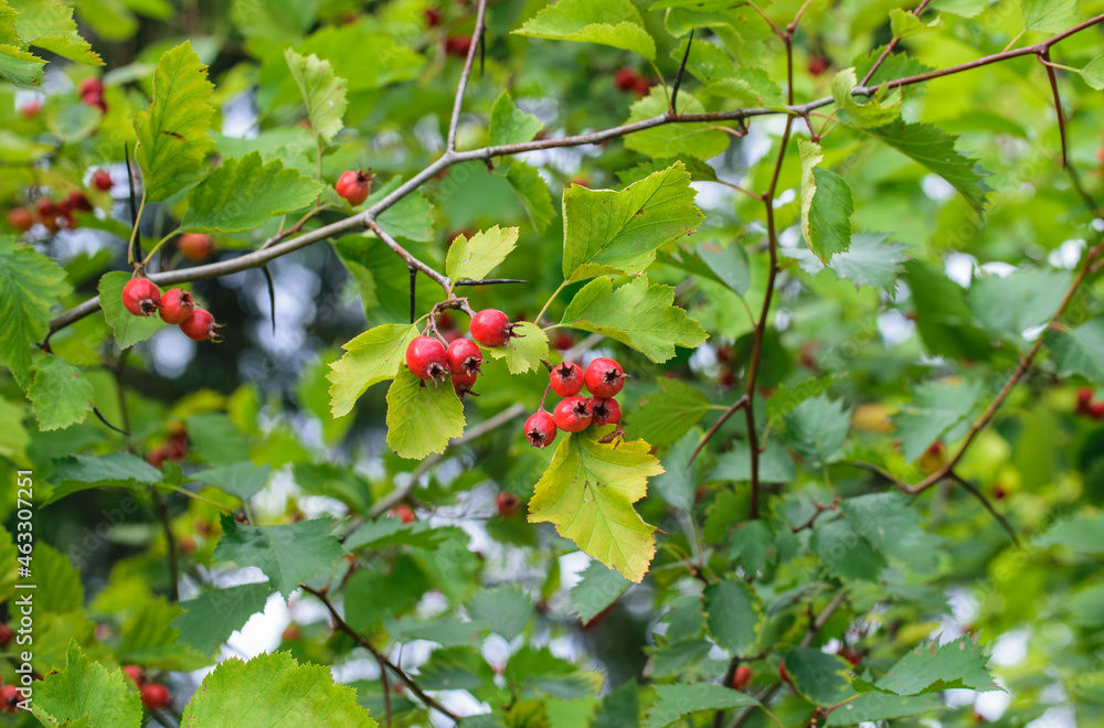 Bright red hawthorn berries on a background of green foliage of a tree