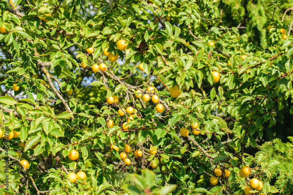 Yellow berries of ripe cherry plum on a tree lit by the sun