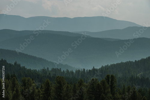 Beautiful trees on the slopes of the mountains in the Ulagan area of the Altai Republic © irimeiff