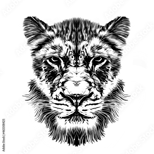 head of tiger