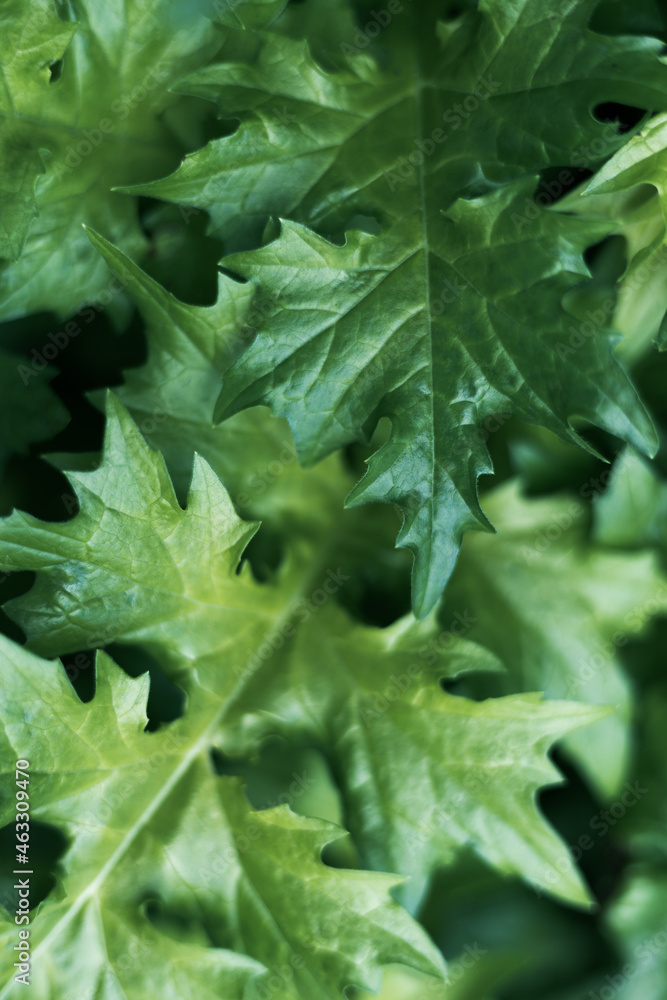 Beautiful green shrub in the morning light. Natural background. Soft focus. Shallow depth of field. Beautiful green shrub in the morning light. Natural background. Soft focus. Shallow depth of field.
