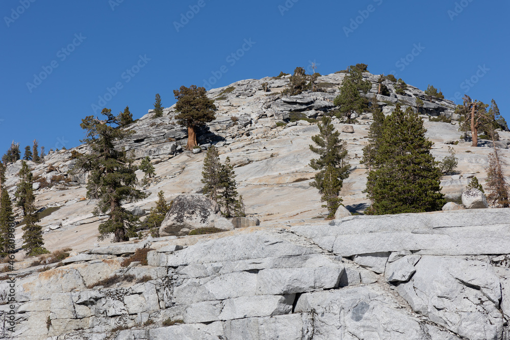 Trees on a mountaintop in Yosemite National Park