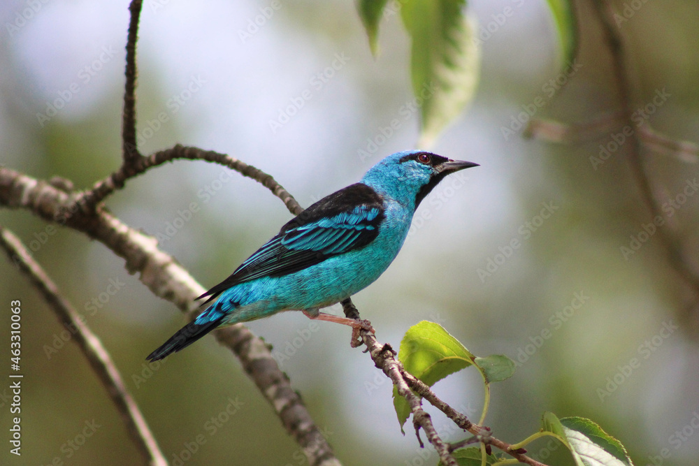 Fototapeta premium Blue Bird