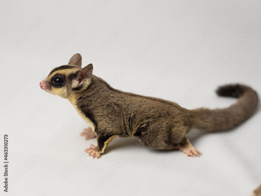Big sugar top glider