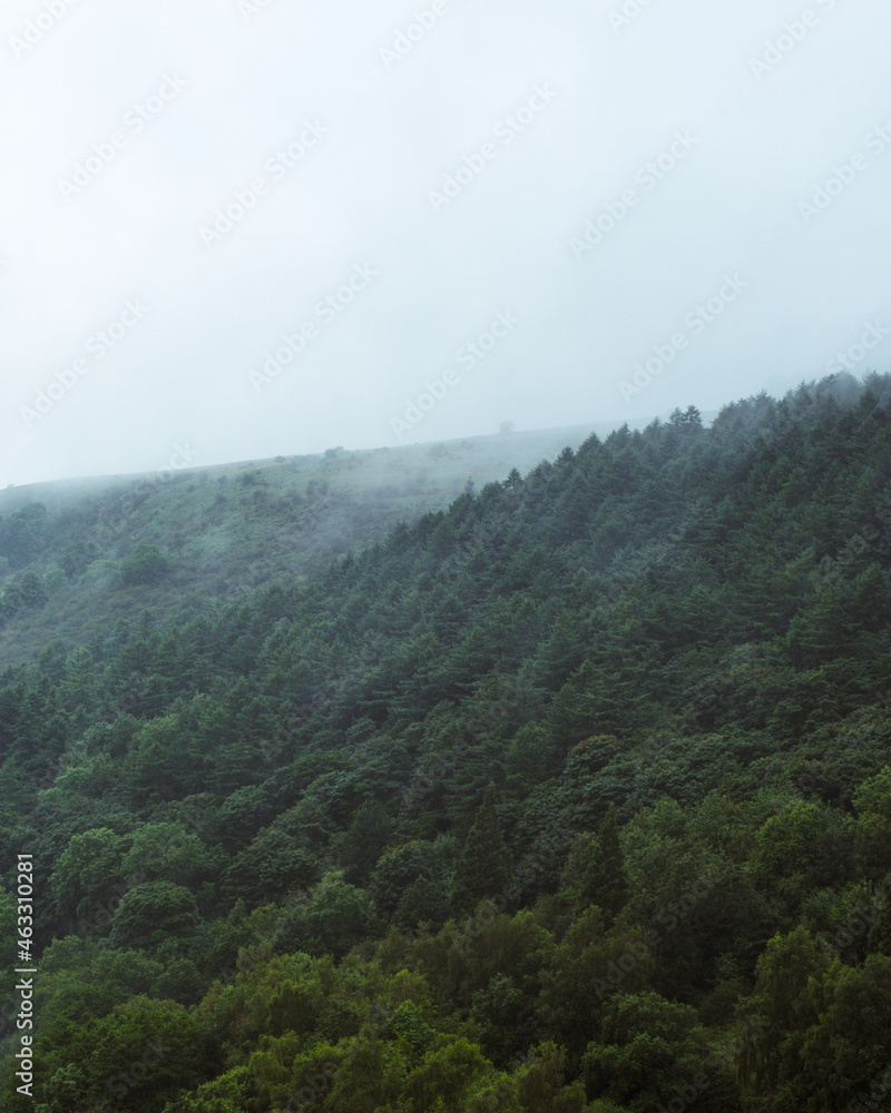 Forests Through Fog Forests Through Fog