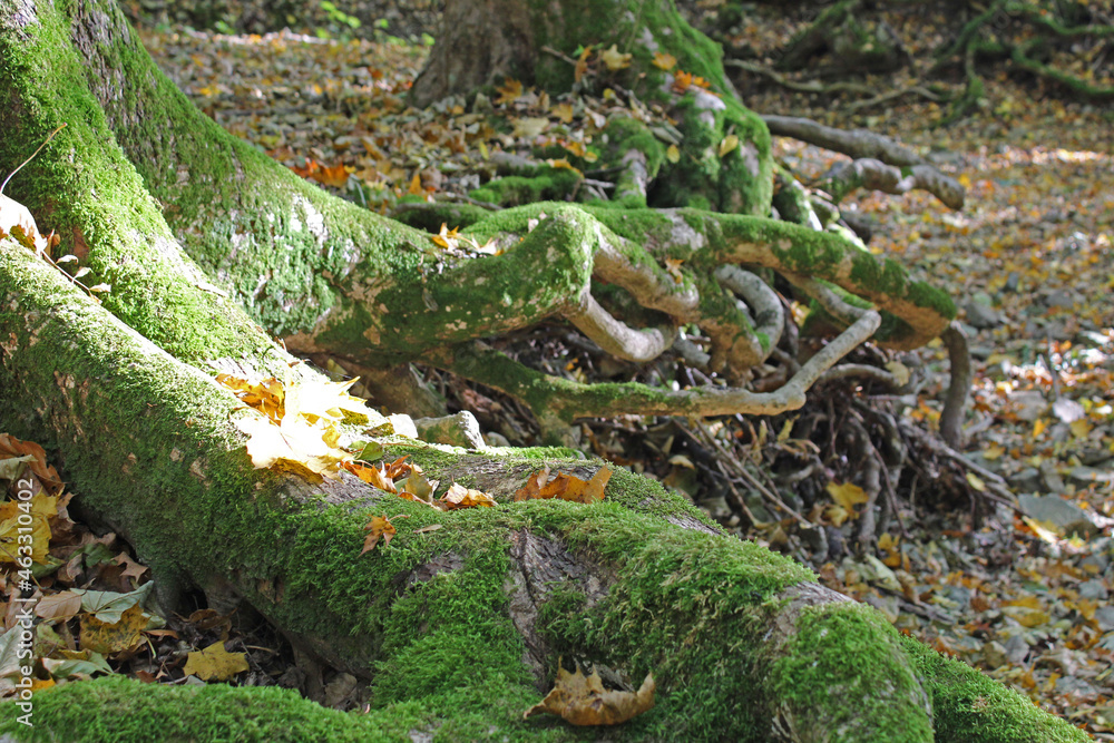 herbstliche Waldaufnahme mit Wurzeln auf dem Boden herbstliche Waldaufnahme mit Wurzeln auf dem Boden