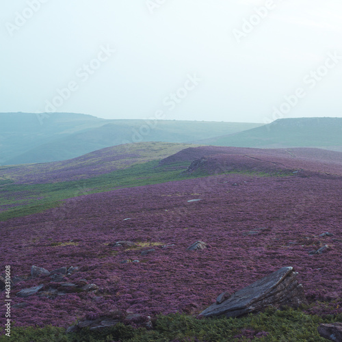 Heather on the Hills
