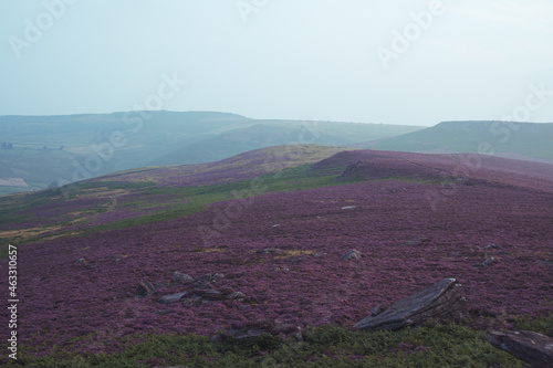 Heather on the Hills