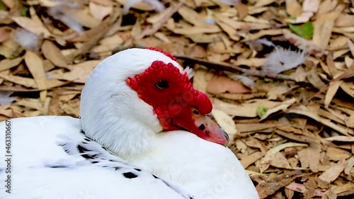 Strange red warty-faced warty duck muscovy duck in the Rodini Park on Rhodes island in Greece. photo