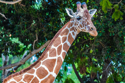 portrait of a giraffe on the background of trees