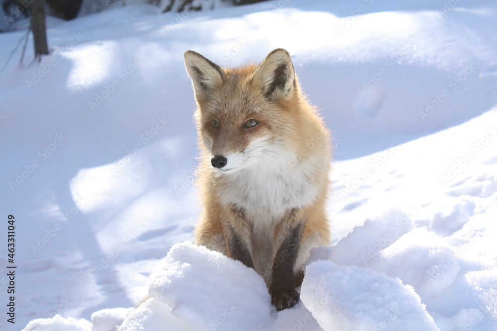 The wild fox in the winter