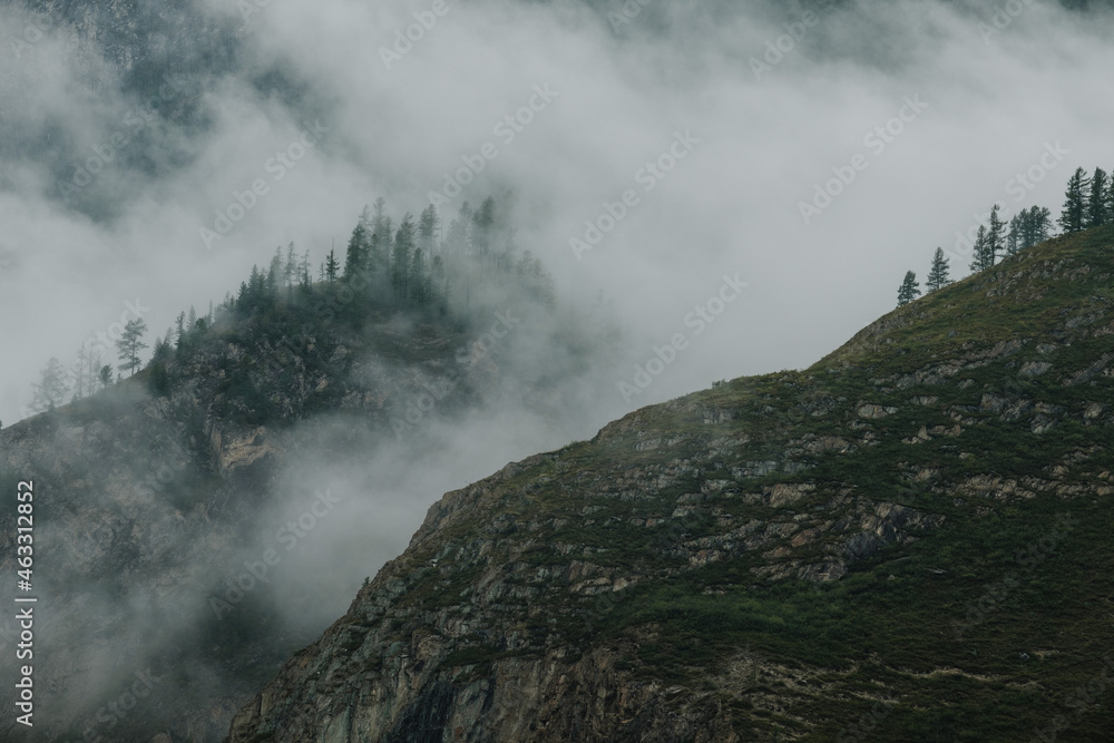 Fog floats over coniferous trees and cliffs in the Altai Mountains