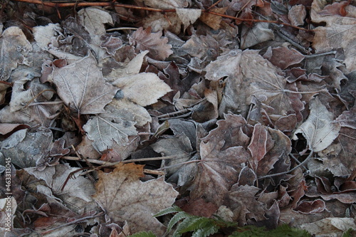 Blätter im Herbst Winter Motiv
