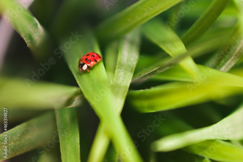 Ladybug on a fresh green grass