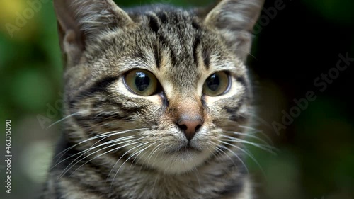 close-up view of a beautiful cat against a green background