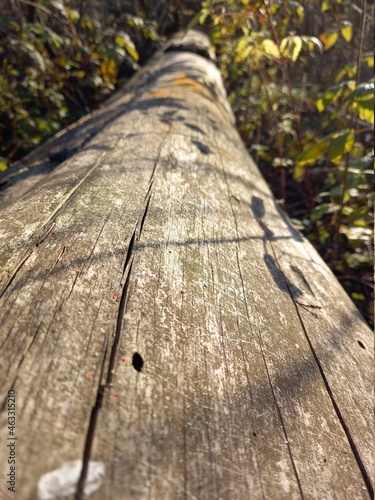 forest, tree, nature, sky, trees, pine, landscape, grass, autumn, wood, summer, park, plant, spring