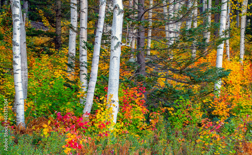 Along the Kancamagus Highway in autumn with paper birch trees photo