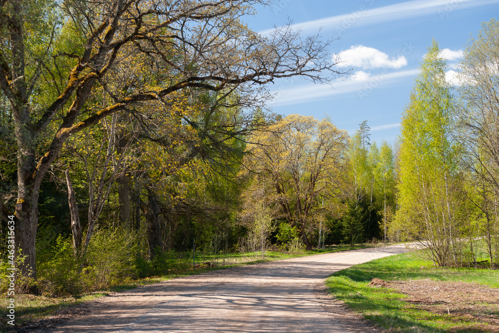 Obraz premium spring