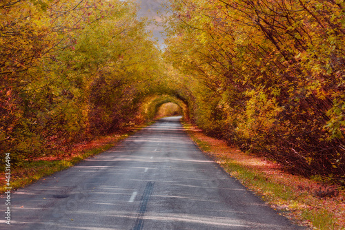 Autumn road under the arched branches of trees