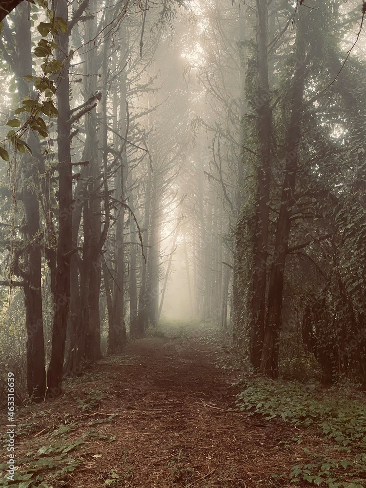 forest
forest