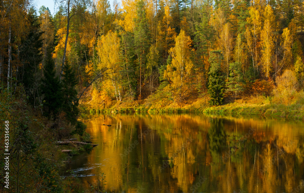 The trees are autumn colored on other side o the river. National Park Gauja, Latvia