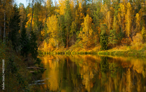 The trees are autumn colored on other side o the river. National Park Gauja, Latvia