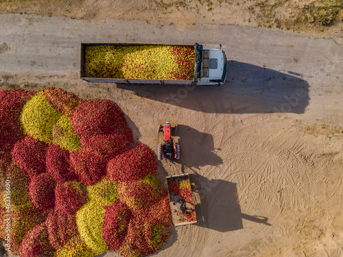 Top view of colorful fruits are transported to industrial production facility for juice.