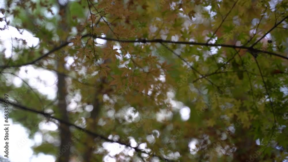 Autumn leaves in Japan Autumn leaves in Japan