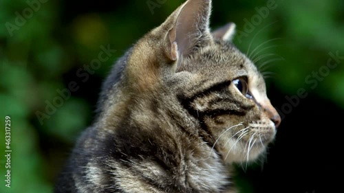 close-up view of a beautiful cat against a green background