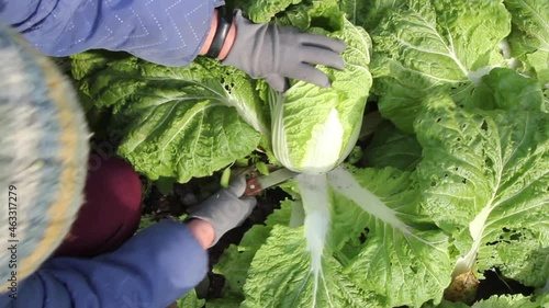 Peking cabbage harvesting.  It is also chine cabbage This vegetable is quite ripe in October