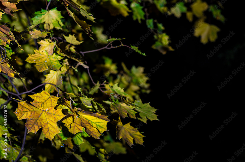 Maple branch with yellowed dry leaves isolated on black background. Autumn template for design and decoration. Dry leaves pattern. Maple branch with yellowed dry leaves isolated on black background. Autumn template for design and decoration. Dry leaves pattern.