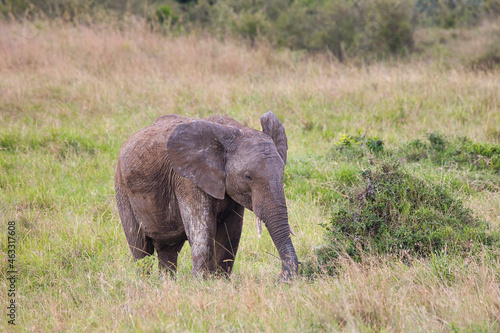African elephant calf  Loxodonta africana  in the Kenyan savanna