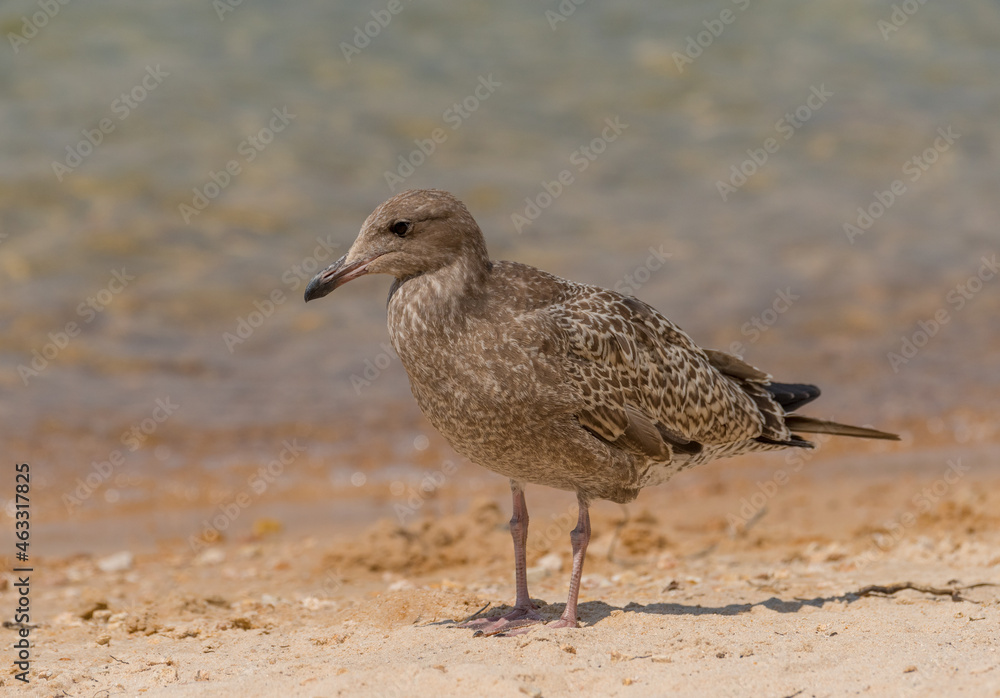 Juvenile Western Gull on a beach Juvenile Western Gull on a beach