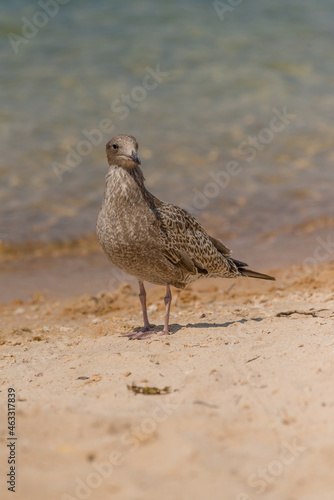 Juvenile Western Gull on a beach