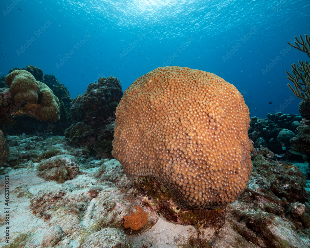 great star coral head on sandy bottom with more coral in background, Montastrea cavernosa great star coral head on sandy bottom with more coral in background, Montastrea cavernosa