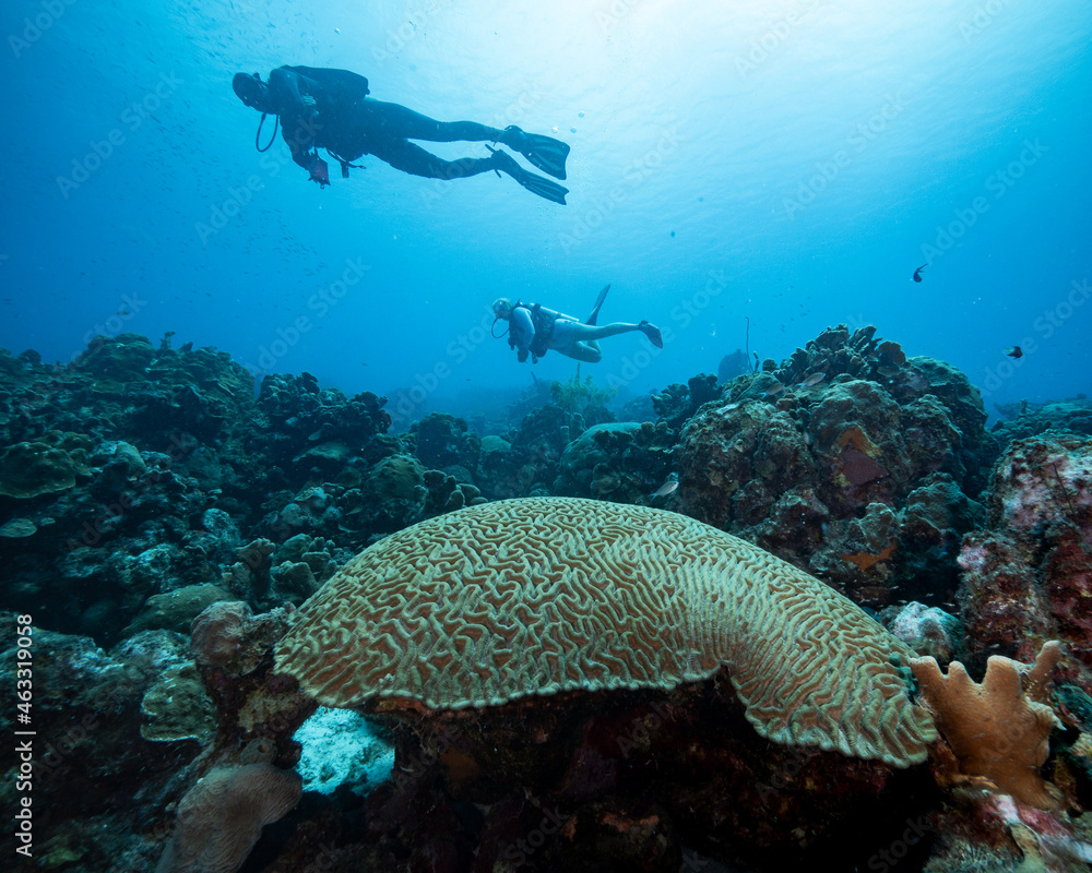 Fototapeta premium brain coral with scuba divers above