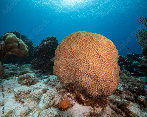 great star coral head on sandy bottom with more coral in background, Montastrea cavernosa