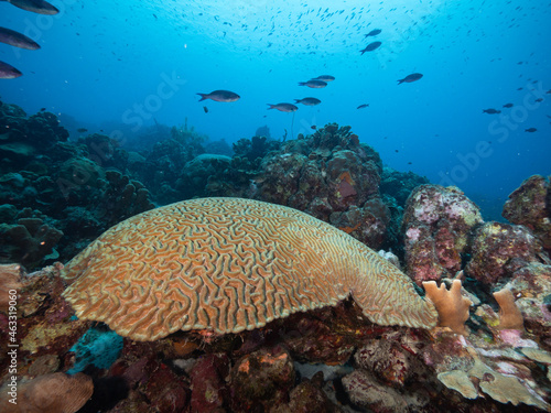 brain coral with creole wrasse